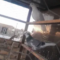 کبوتر نر و ماده تیکه پاره و کله برنجی