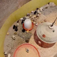 جوجه مرغ مینیاتوری|حیوانات مزرعه|پاکدشت, پاکدشت (مامازند)|دیوار