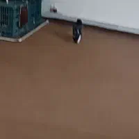 کبوتر دمیری گمشده|پرنده|گرمی, |دیوار