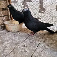 فروش کبوتر پرشی کاشان تهران