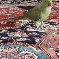 طوطی ملنگونر