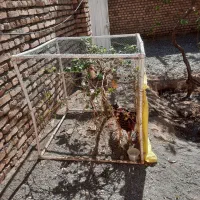 قفس بزرگ مخصوص مرغ و خروس