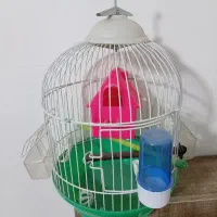 قفس پرنده