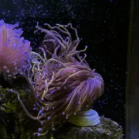 فروش مرجان تورچ آبشور آب شور