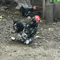 خروس کوچین بلک متلد