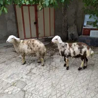 میش قوچ پلنگی