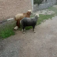 بره نر چاق چاق|حیوانات مزرعه|فاضل آباد, |دیوار