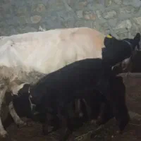 گاو
