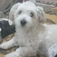 سگ اشپیتز تریر|سگ|رشت, جماران|دیوار