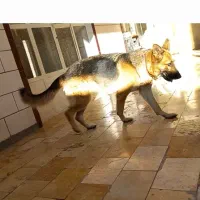 ژرمن ماده|سگ|شهرکرد, |دیوار