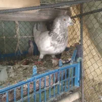 کفتر|پرنده|نقده, |دیوار