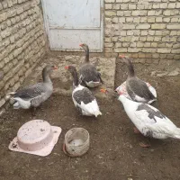 غاز نر ماده یک سال کمتر|حیوانات مزرعه|مبارکه, |دیوار