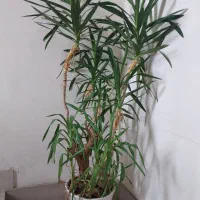 درختچه وگل