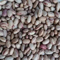 لوبیا خوش پخت زود پز330