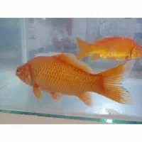 ماهی قرمز سایز بزرگ