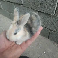 بچه خرگوش