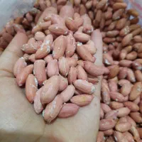 بادام زمینی آستانه|خوردنی و آشامیدنی|قرچک, مهدیه|دیوار