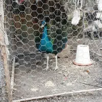 فروش طاووس نر|حیوانات مزرعه|نوشهر, |دیوار