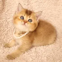 واگذاری گربه های نژاد دار|گربه|بوشهر, |دیوار