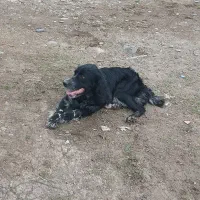 سگ ماده سیتر