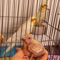 واگذاری عروس هلندی