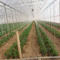 فروش گلخانه ۴۴۰۰ متر مربع|فروش دفتر صنعتی، کشاورزی، تجاری|عسگران, |دیوار