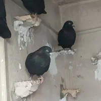 کبوتر هوا کش|پرنده|اهرم, |دیوار