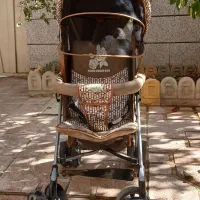 کالسکه کودک|کالسکه و لوازم جانبی|همدان, |دیوار