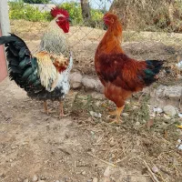 خروس و نیمچه خروس