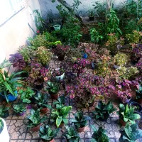 گل اپارتمانی|گل و گیاه طبیعی|قزوین, |دیوار