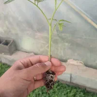 نشا گوجه سوپر استار