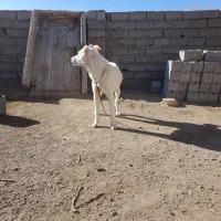 توله سگ ماده سرابی|سگ|هشترود, |دیوار