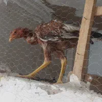 جوجه خروس فوق العاده