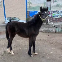 کره پونی نریون|اسب و تجهیزات اسب‌سواری|شهریار, اسکمان|دیوار