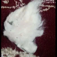 پتو|رختخواب، بالش، پتو|مشهد, شهید قربانی|دیوار