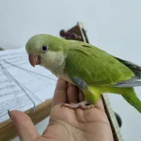 راهب نرمخور|پرنده|گرمدره, |دیوار