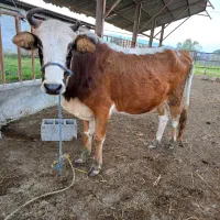 گاو ۷ماه شکم*جوان (یک شکم زاییده) با برگه معاینه