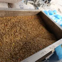 خوراک دام و دان طیور|لوازم جانبی حیوانات|تالش, جوکندان|دیوار