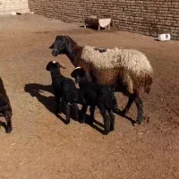 گوسفند دوقلو