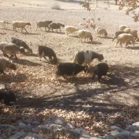 ۱۵ راس بز داشتی|حیوانات مزرعه|ارژن, |دیوار