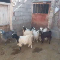 گوسفند و بزغاله|حیوانات مزرعه|خواجه, |دیوار