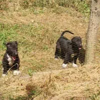 توله های سرابی