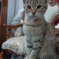 واگذاری رایگان بچه گربه ۳ ماه