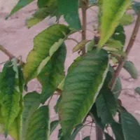 باغشهری ۱۰۰۰ متری دارای آب و برق در منطقه خانزنیان|فروش زمین و ملک کلنگی|شیراز, جانبازان|دیوار
