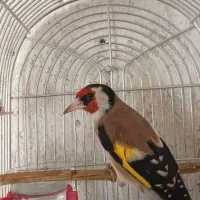 سهره نر|پرنده|دوگنبدان, |دیوار