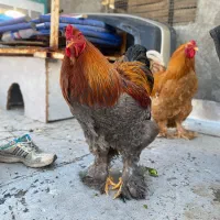 دو عدد خروس برهما اصیل