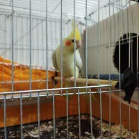 عروس هلندی نر و ماده|پرنده|آبادان, |دیوار