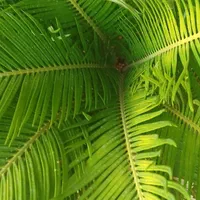 نخل سیکاس|گل و گیاه طبیعی|شیراز, تحویلی|دیوار