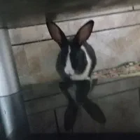 سه عددخرگوش