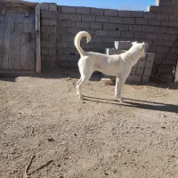 توله سگ ماده سرابی